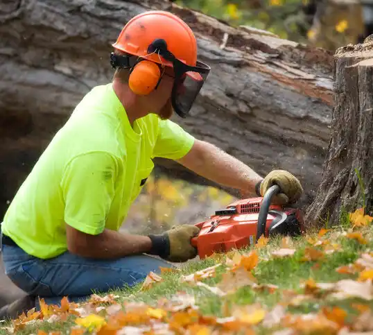 tree services Point Place